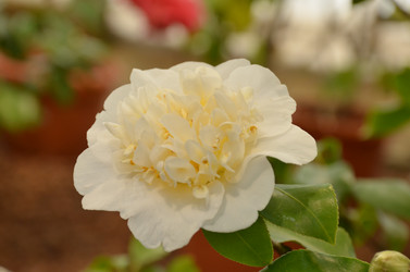 Similar image 21747132