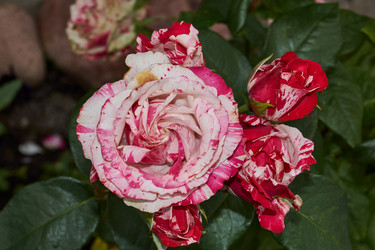 Similar image 21744726