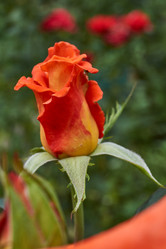 Similar image 21744751