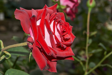 Similar image 21744754