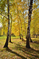 Similar image 21722880