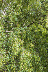 Similar image 21746169