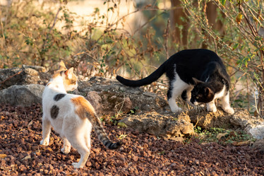 Similar image 21745173