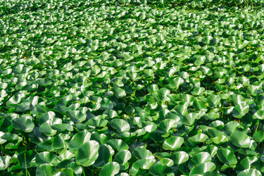 Similar image 21750066