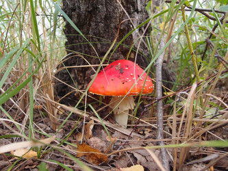 Similar image 21744240