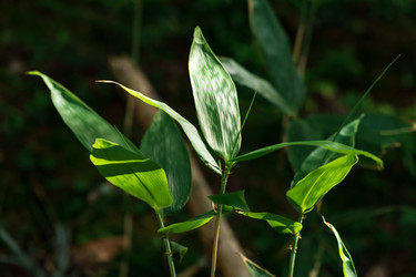 Similar image 21749559