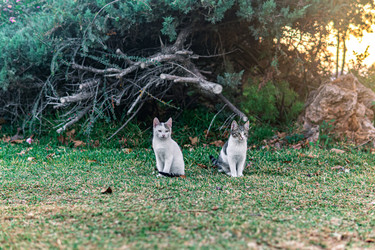 Similar image 21750273