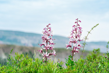 Similar image 21750495