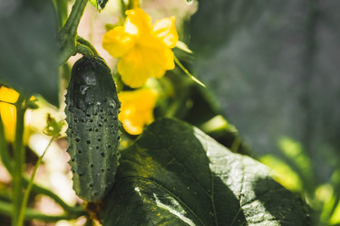 Similar image 21747160