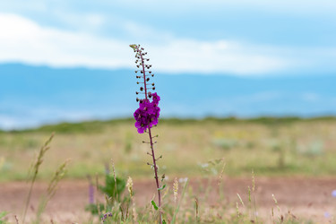 Similar image 21750518