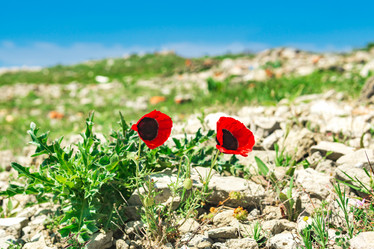 Similar image 21748411