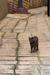 Similar image 21748160