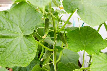 Similar image 21747239