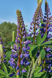 Similar image 21747431