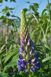 Similar image 21747434