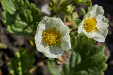 Similar image 21747447