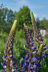 Similar image 21747452