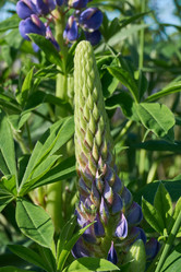 Similar image 21747454