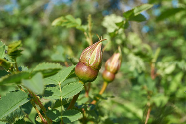 Similar image 21747460