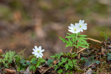 Similar image 21754454