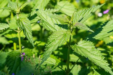 Similar image 21755274