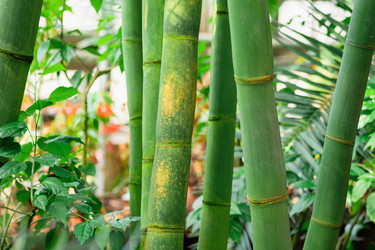 Similar image 21755732