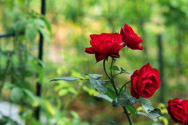 Similar image 21755929