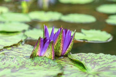 Similar image 21753256