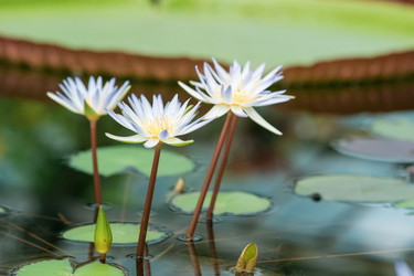 Similar image 21753258