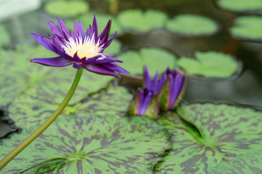 Similar image 21754706