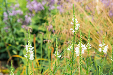 Similar image 21756341