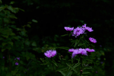 Similar image 21755568