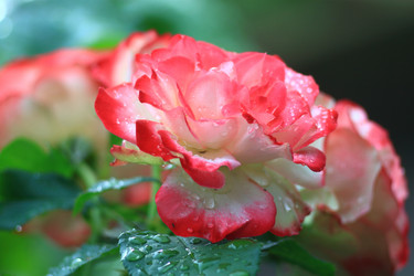 Similar image 21750717