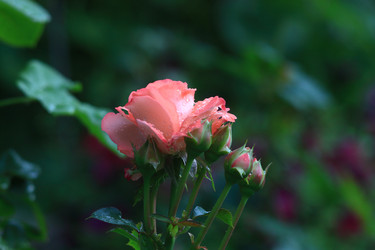 Similar image 21750718