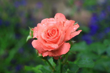 Similar image 21750723