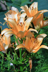 Similar image 21750996