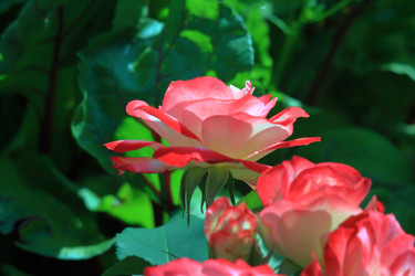 Similar image 21751001