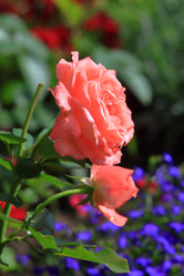 Similar image 21751005