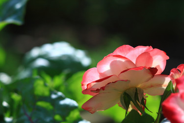 Similar image 21751006