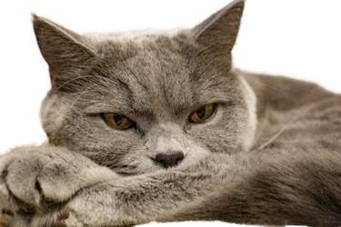 Similar image 21750734