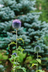 Similar image 21753274