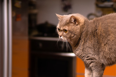 Similar image 21751848