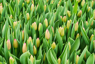 Similar image 21755592