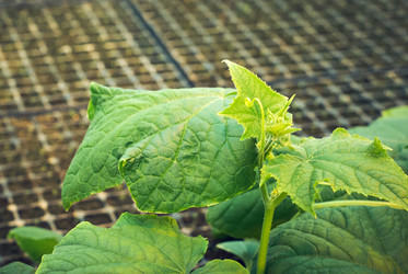 Similar image 21752250