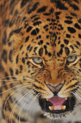 Similar image 21751642