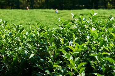 Similar image 21754778