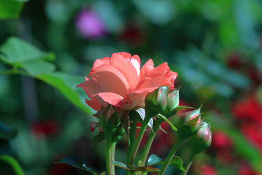 Similar image 21751663