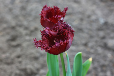 Similar image 21751676