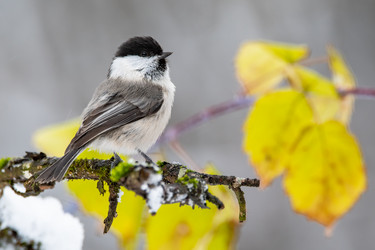 Similar image 21752031