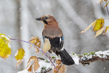 Similar image 21751856